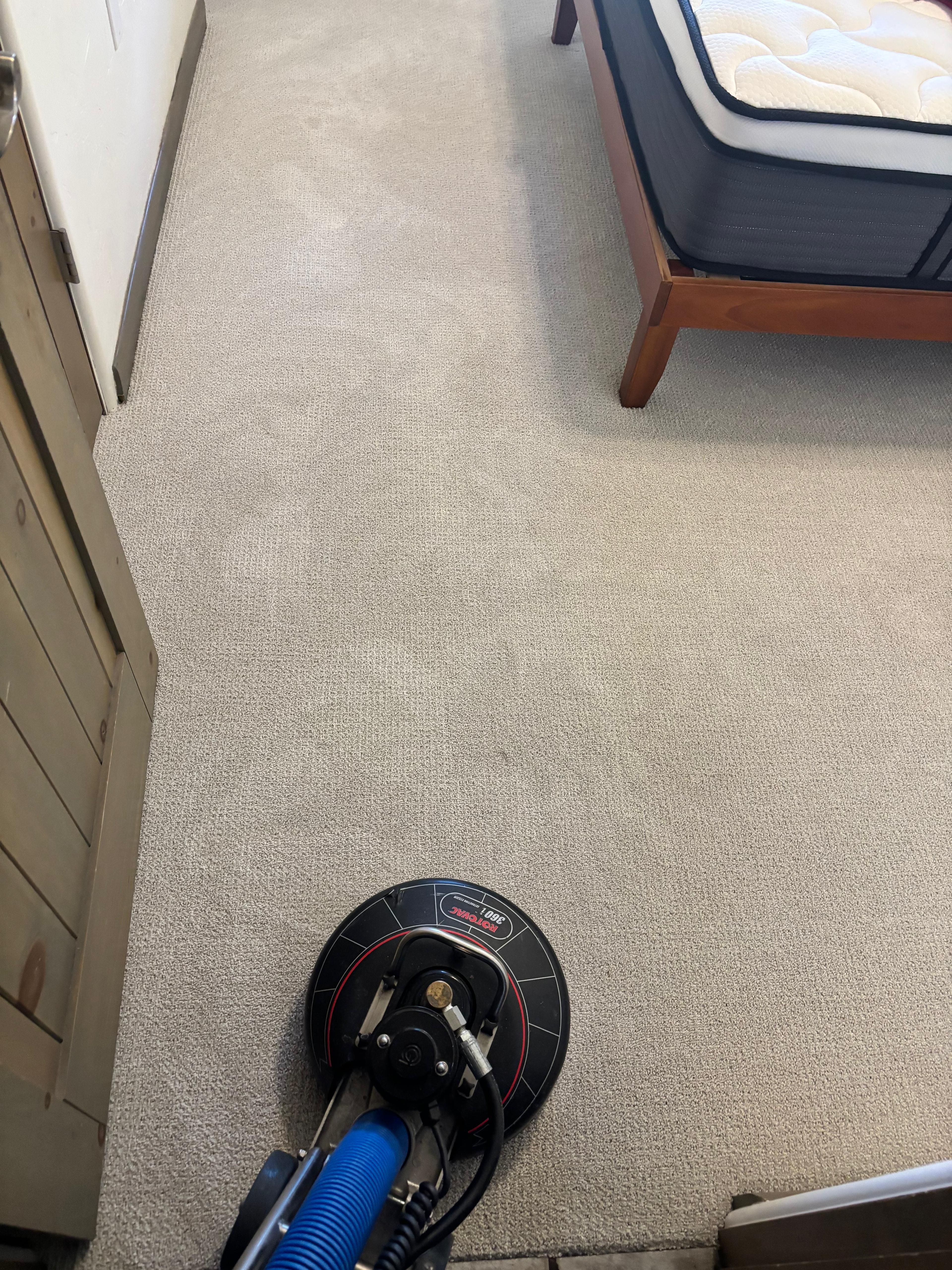 Professional carpet cleaning service